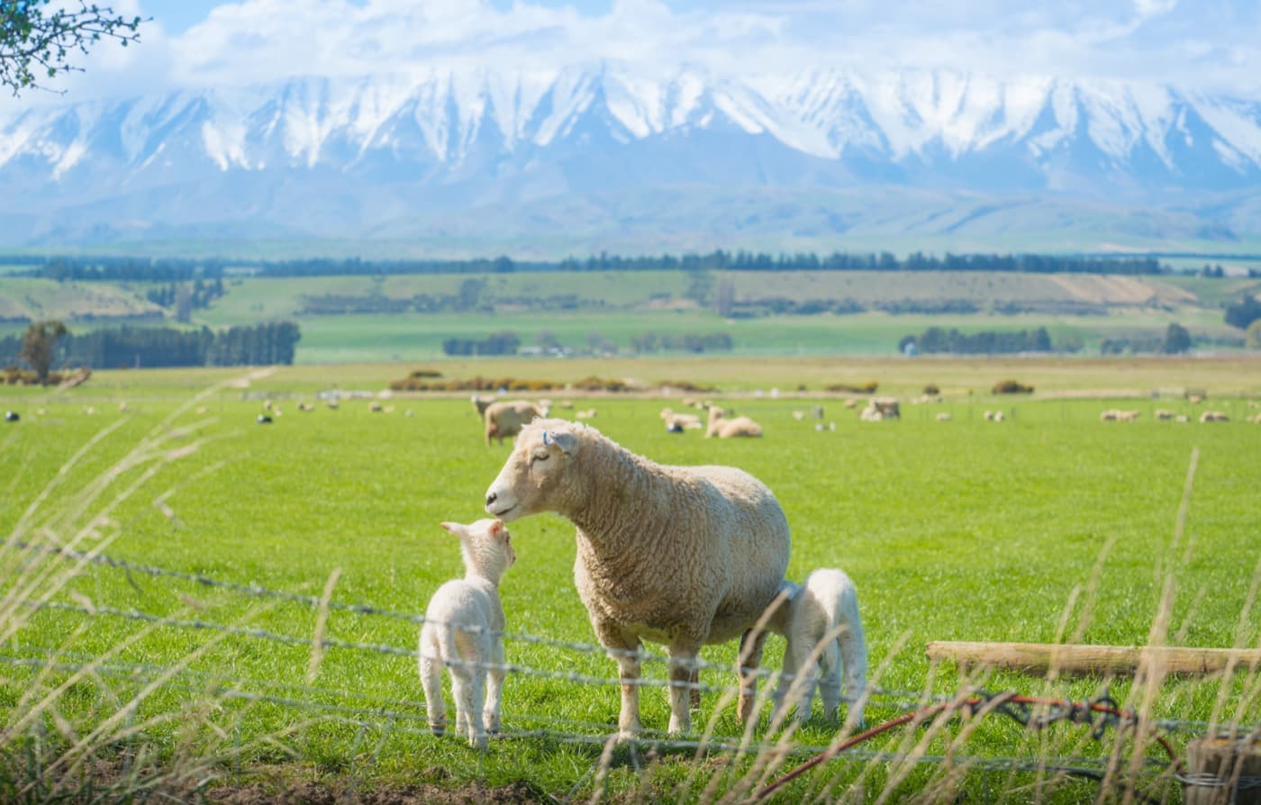 Rural & Grower Insurance